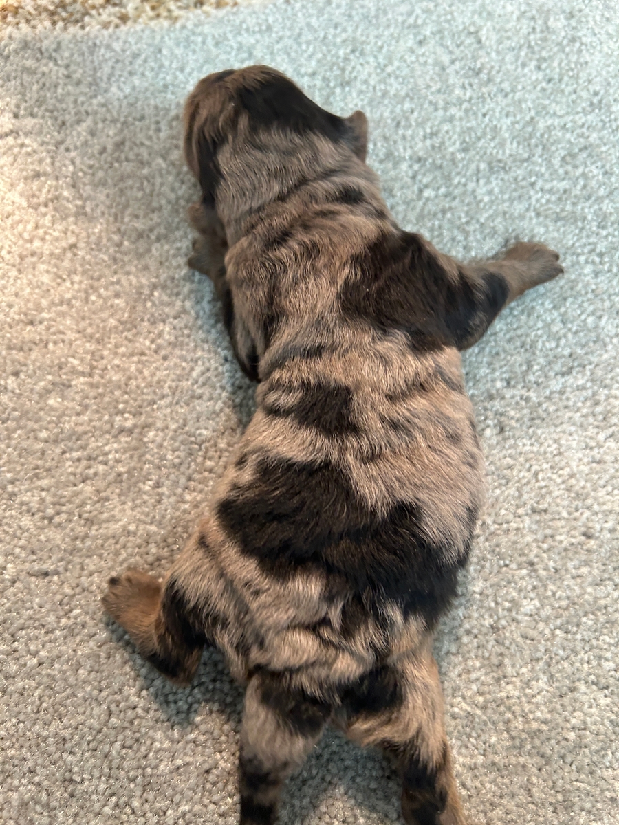 F1b Merle Male Mini Goldendoodle Puppy for Sale DOB 2-23-2025 $1200